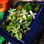 Succulent Planter1